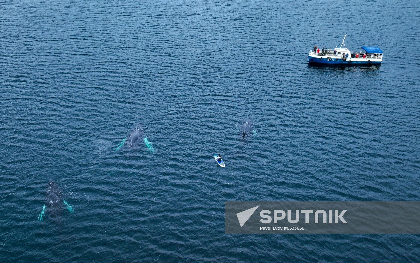 Russia Wildlife Whales