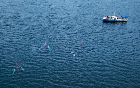 Russia Wildlife Whales