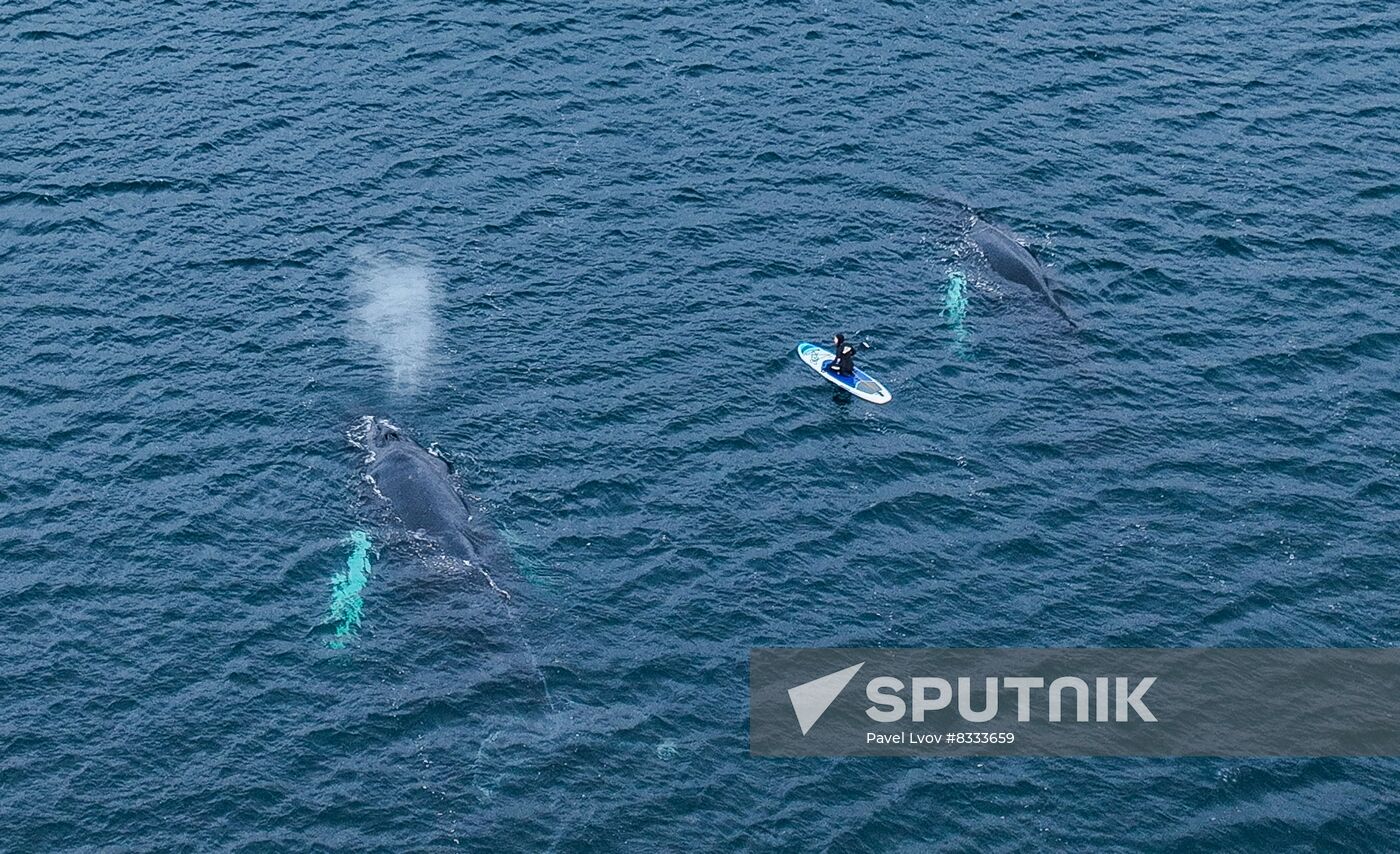 Russia Wildlife Whales