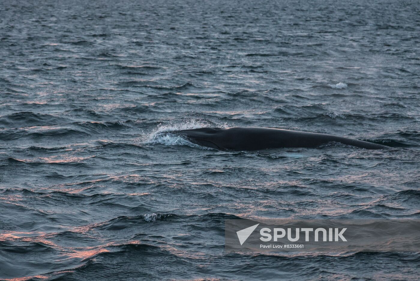 Russia Wildlife Whales