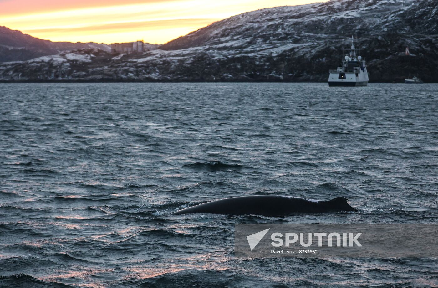 Russia Wildlife Whales