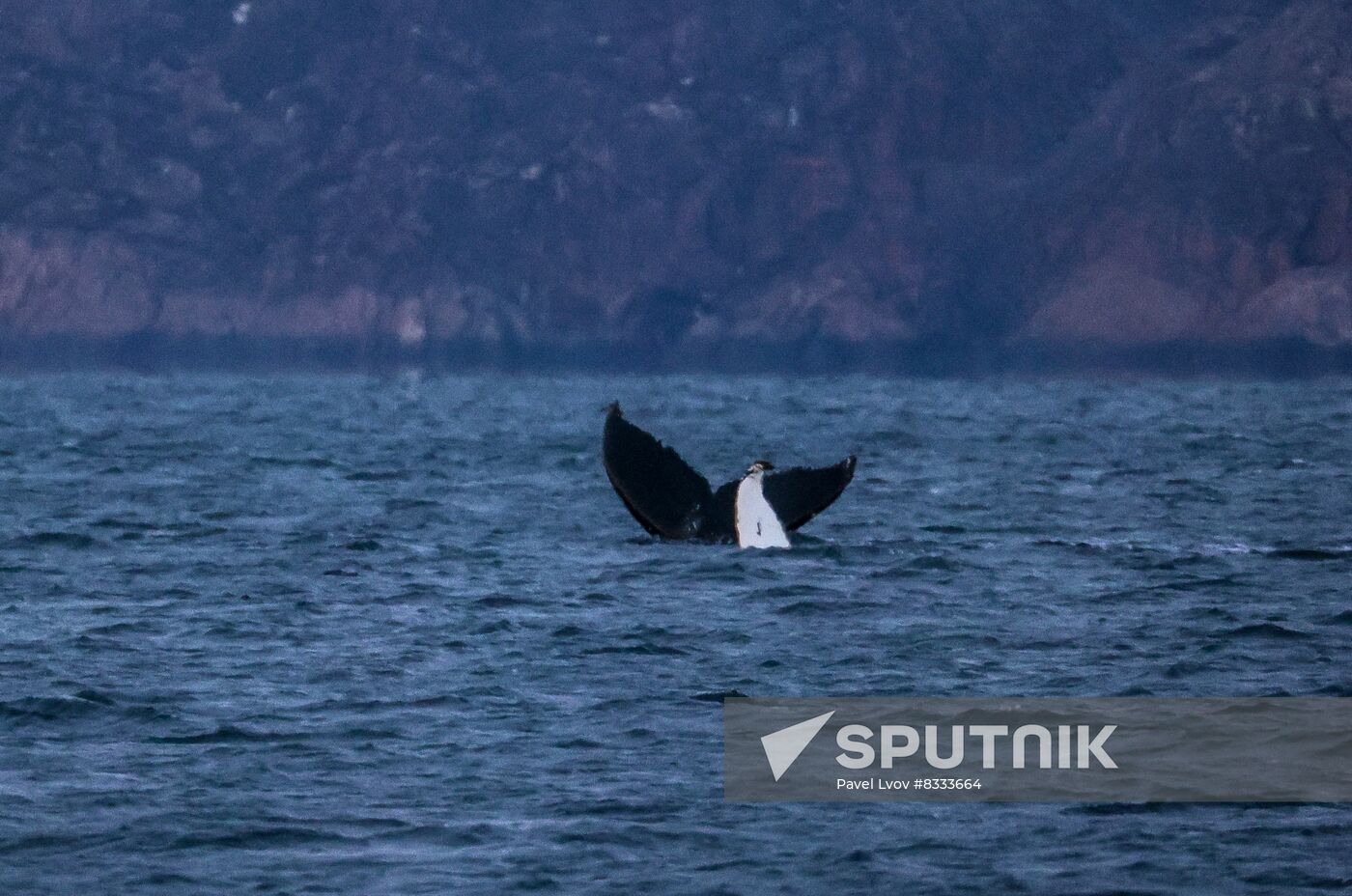 Russia Wildlife Whales