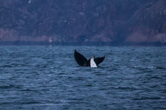 Russia Wildlife Whales