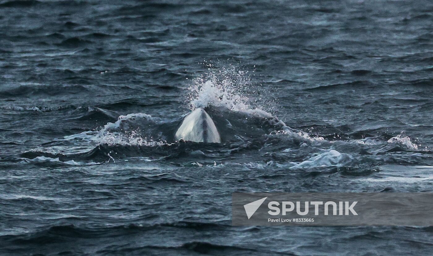 Russia Wildlife Whales