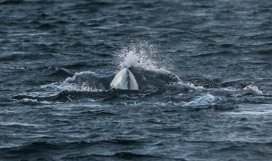 Russia Wildlife Whales