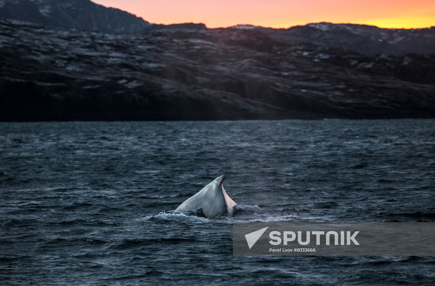 Russia Wildlife Whales