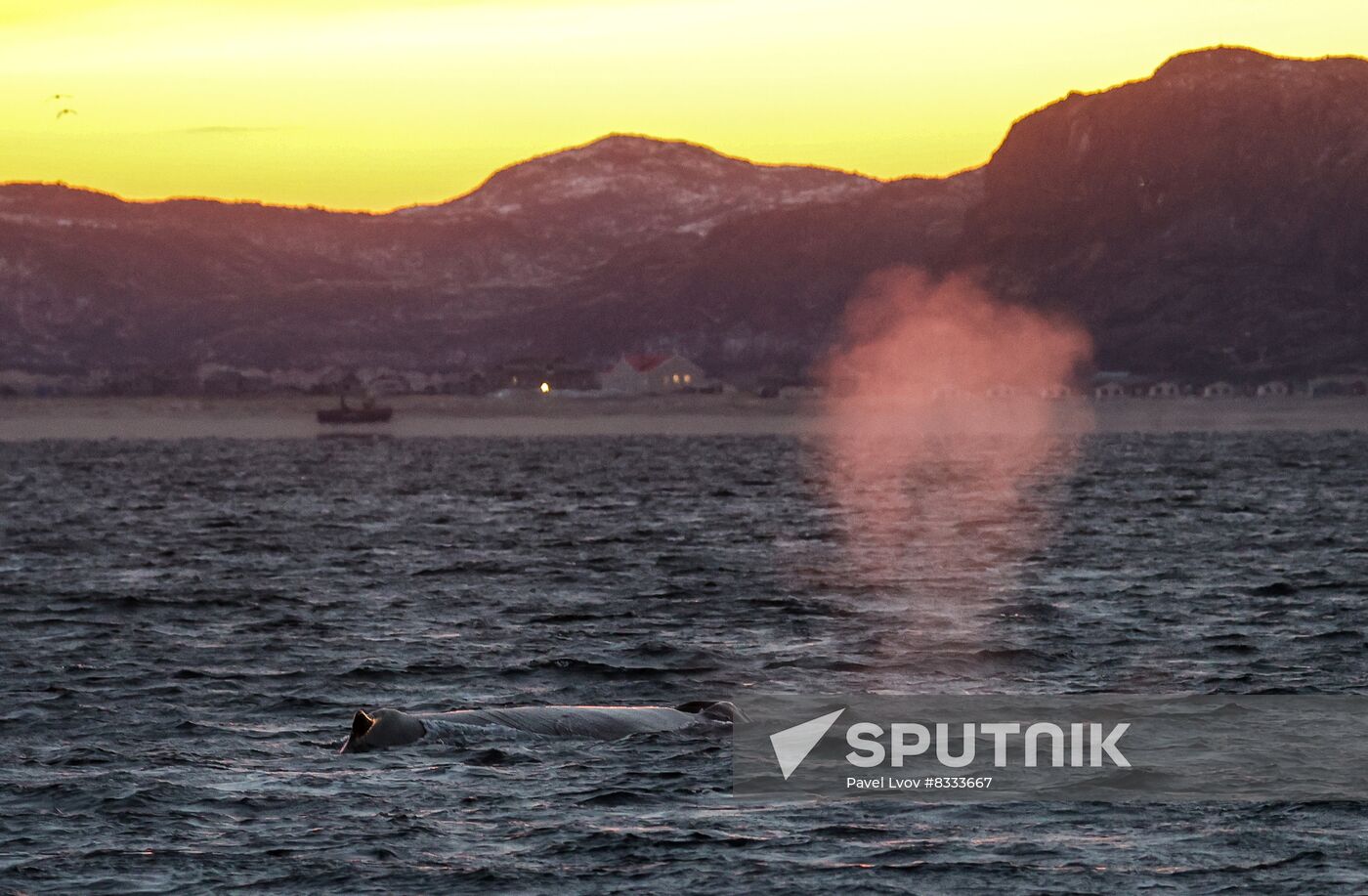 Russia Wildlife Whales