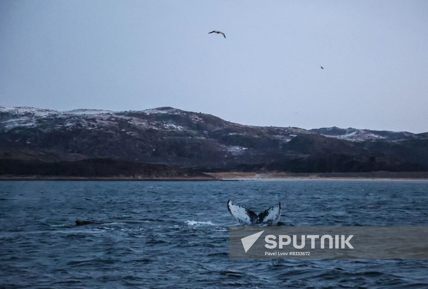 Russia Wildlife Whales