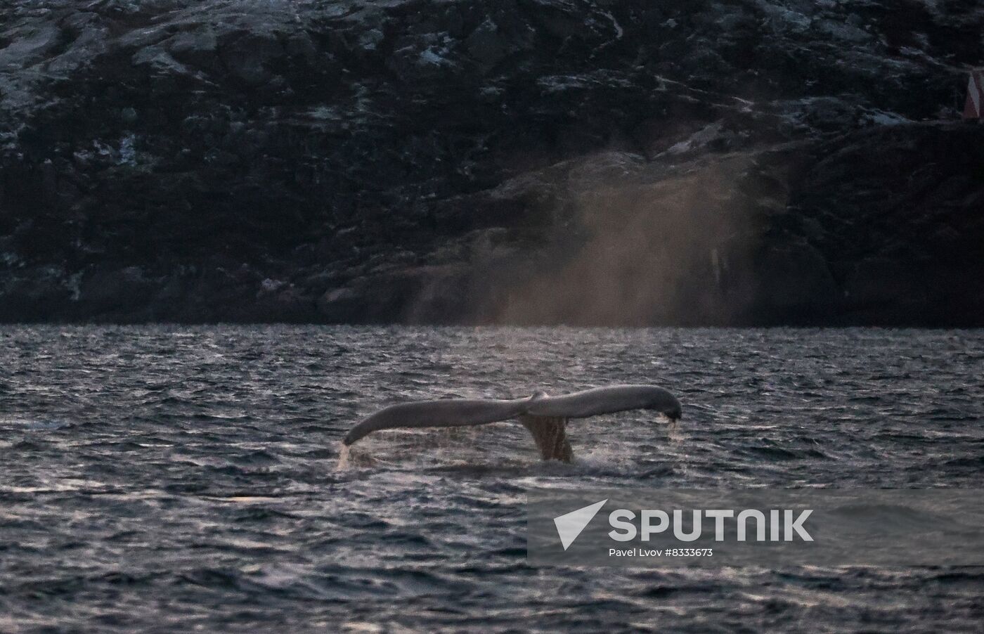 Russia Wildlife Whales