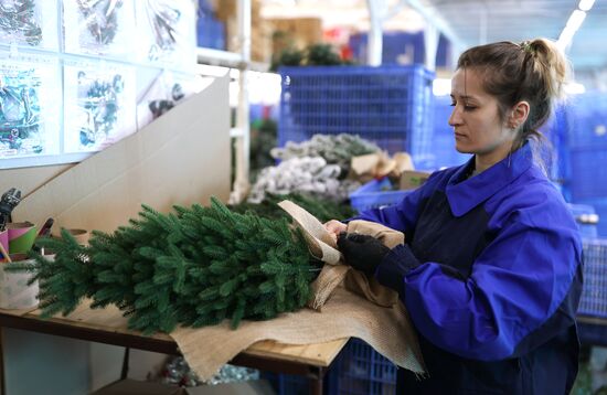 Russia New Year Season Artificial Trees