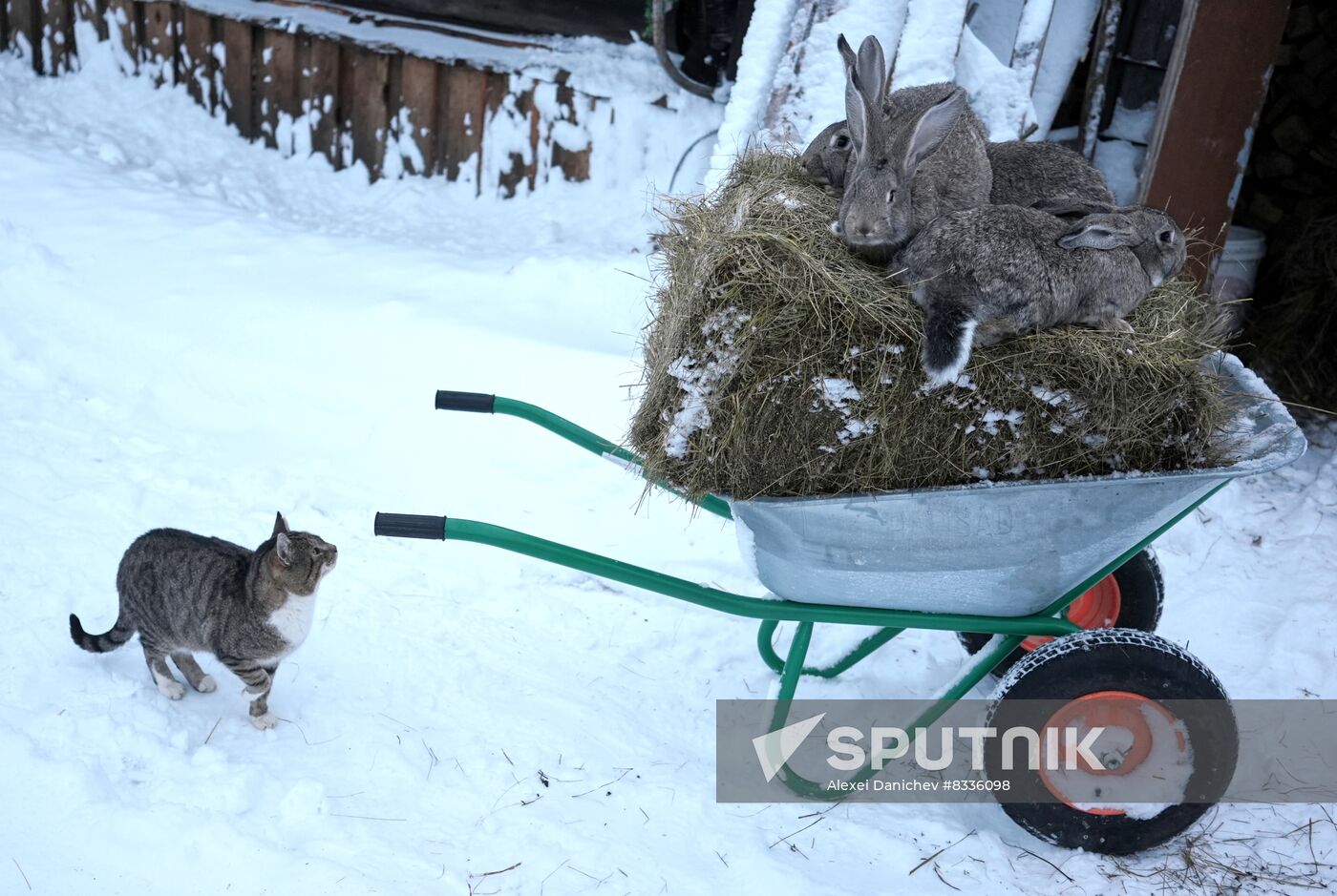 Russia Rabbit Breeding