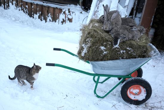 Russia Rabbit Breeding