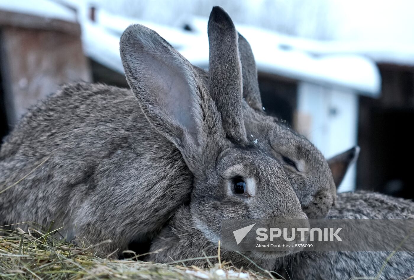 Russia Rabbit Breeding