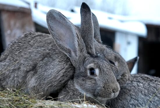 Russia Rabbit Breeding