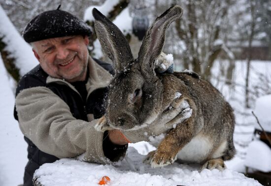 Russia Rabbit Breeding