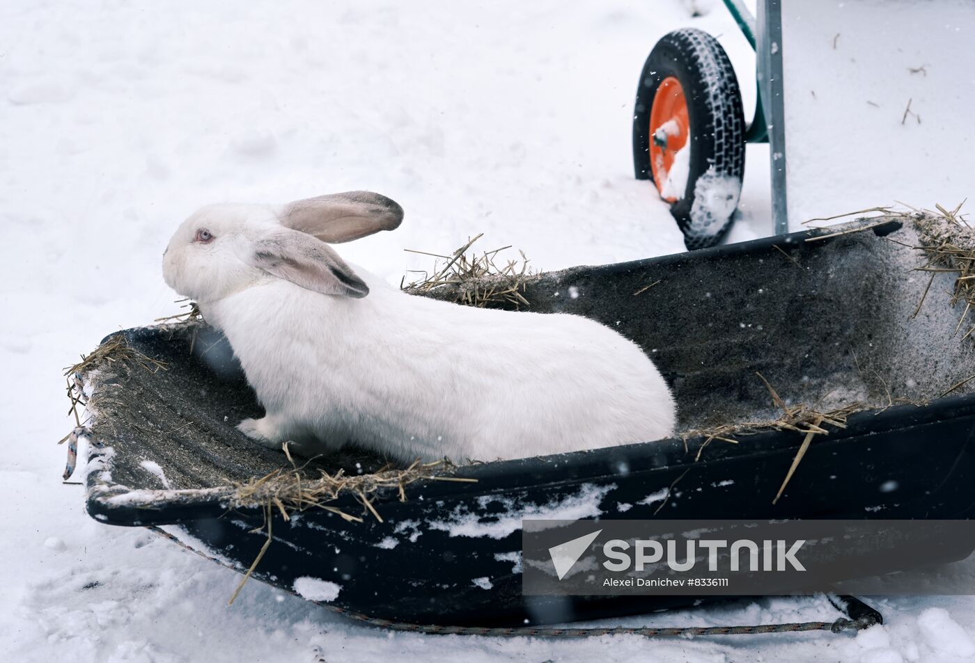 Russia Rabbit Breeding