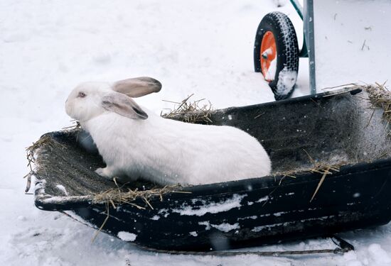 Russia Rabbit Breeding