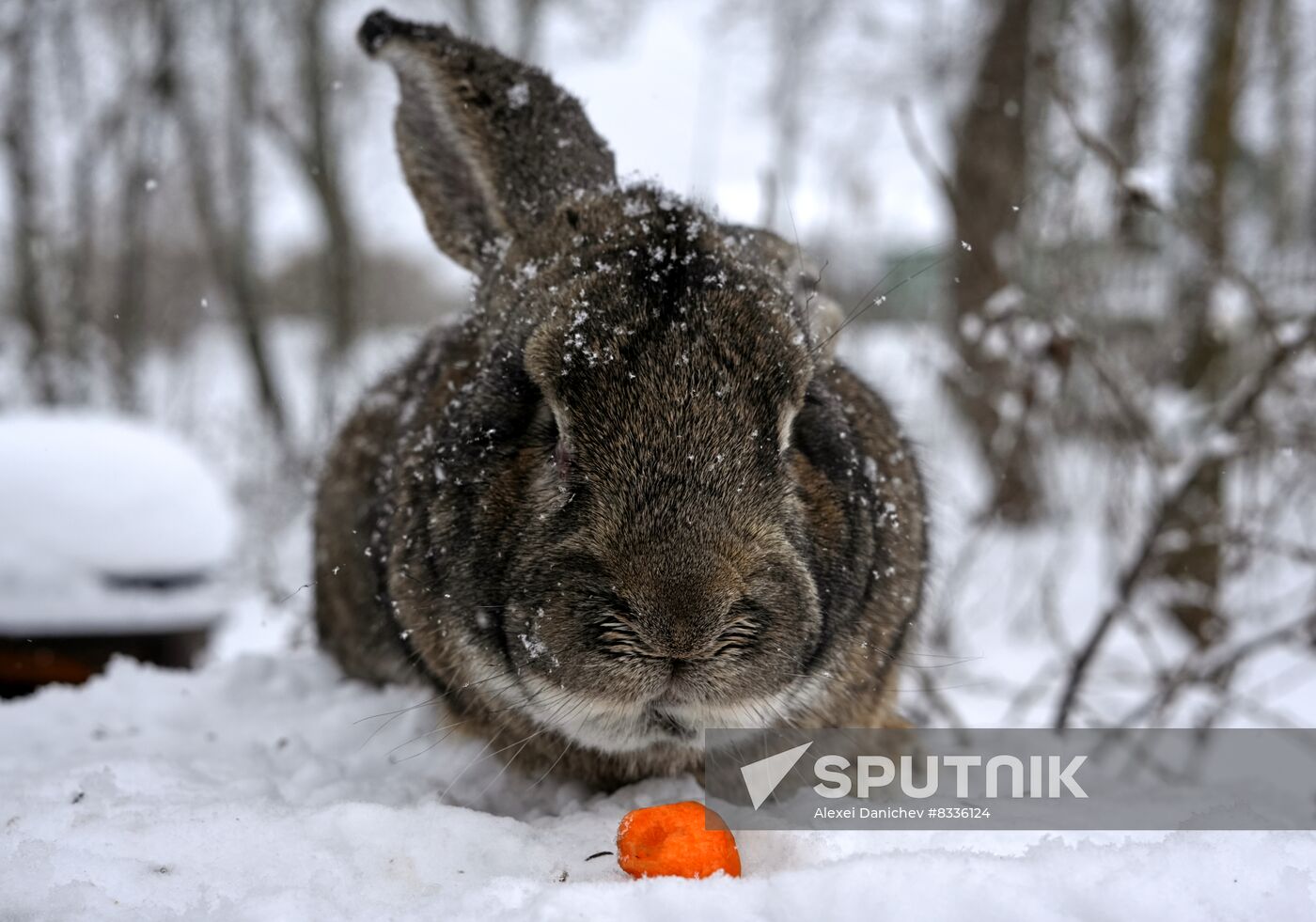 Russia Rabbit Breeding