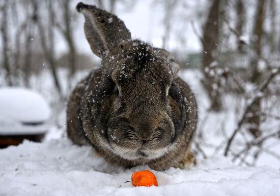 Russia Rabbit Breeding