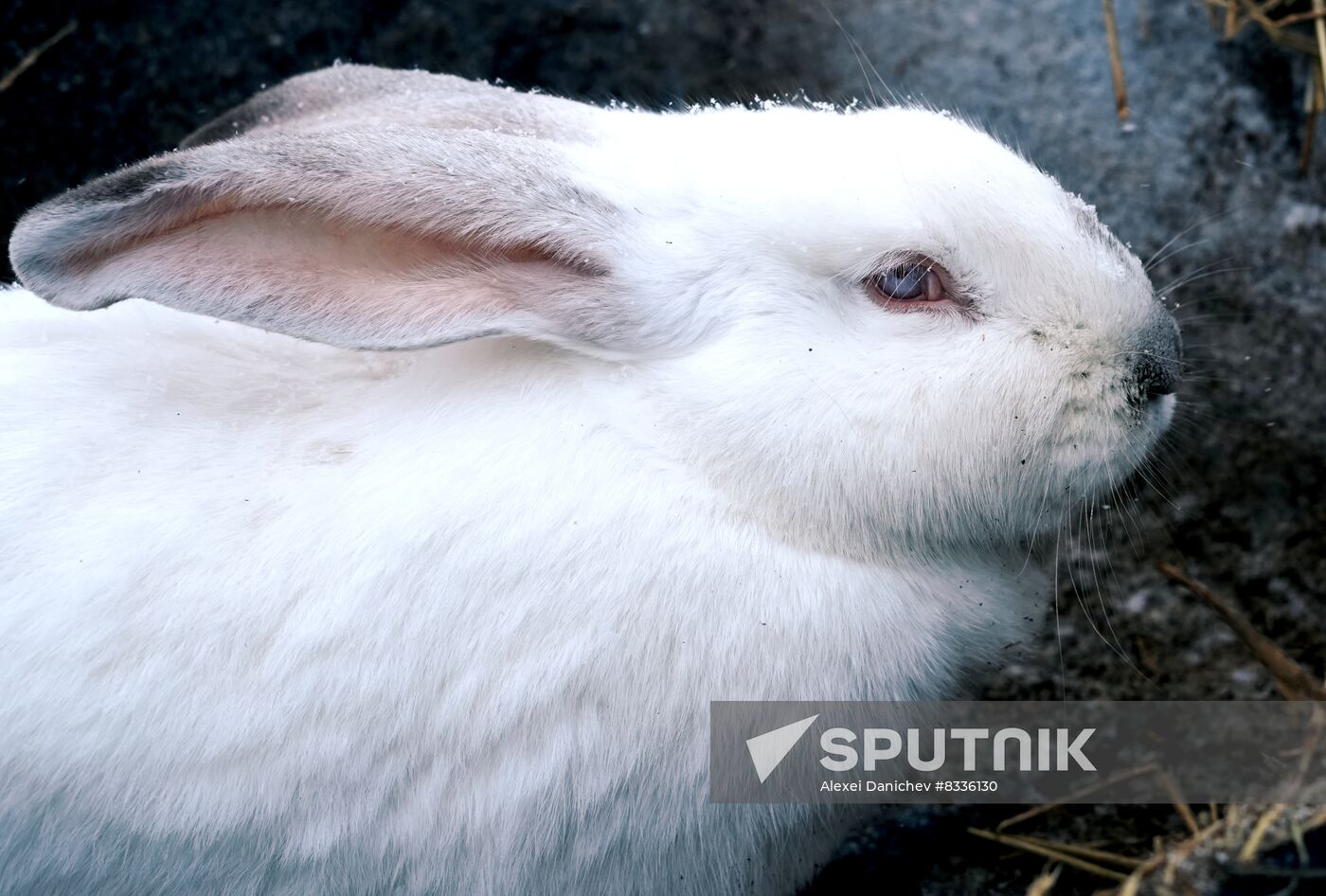 Russia Rabbit Breeding