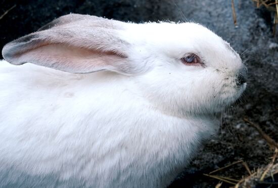 Russia Rabbit Breeding