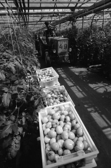 Zarechye State Farm in Moscow Region