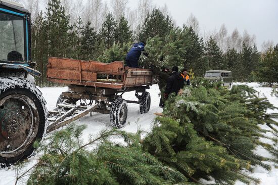 Russia Forestry