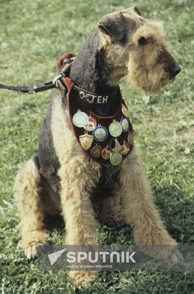 Airedaile Terrier