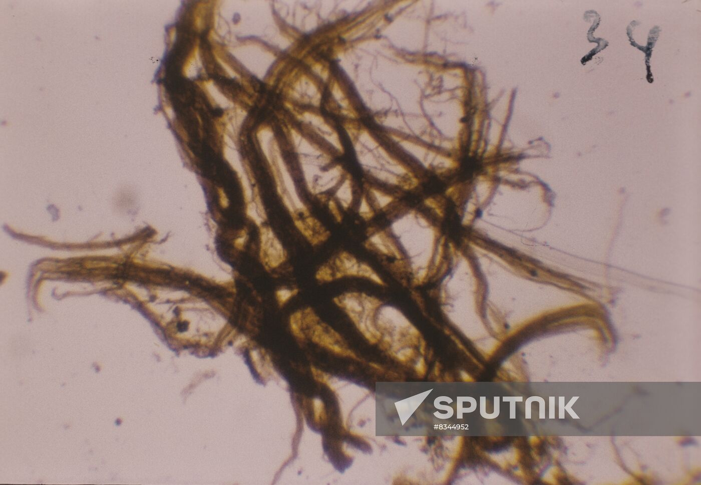 Multicellular algae