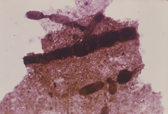 Multicellular algae