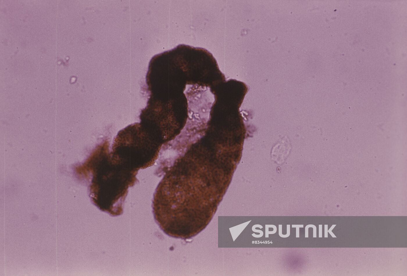 Unicellular organism