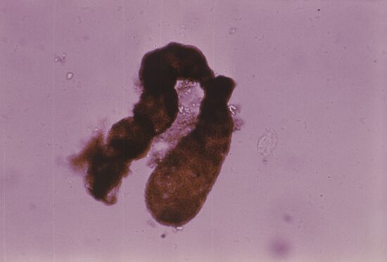 Unicellular organism