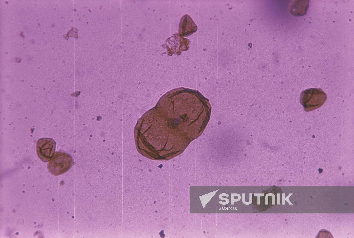 Unicellular organism