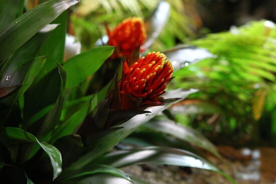 Russia Orchid Festival