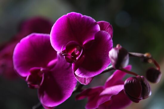 Russia Orchid Festival