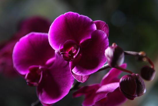 Russia Orchid Festival