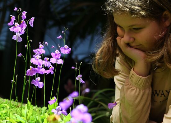 Russia Orchid Festival