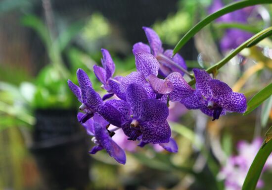 Russia Orchid Festival