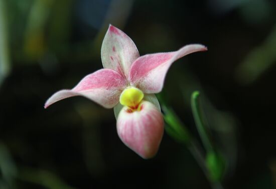 Russia Orchid Festival