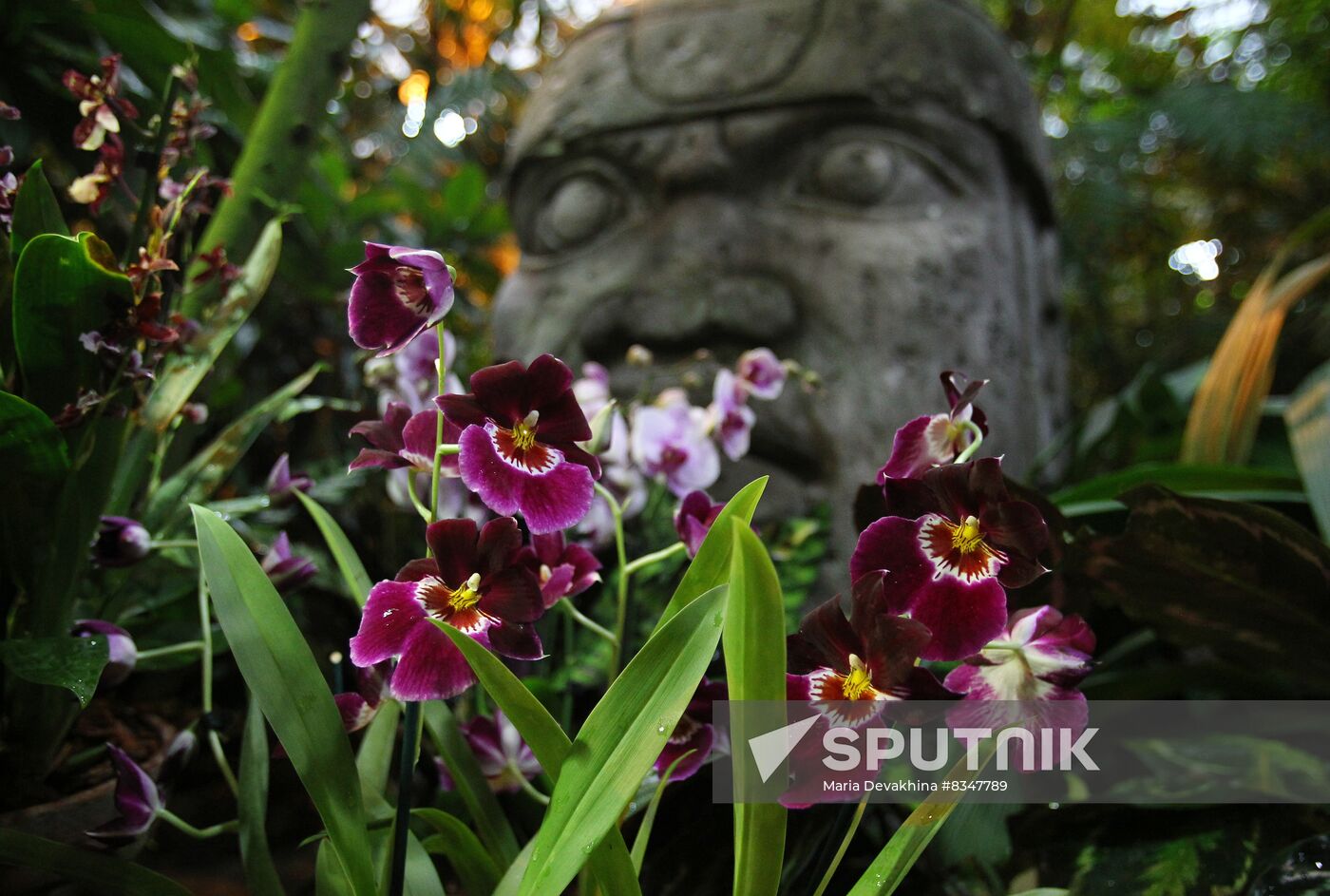 Russia Orchid Festival