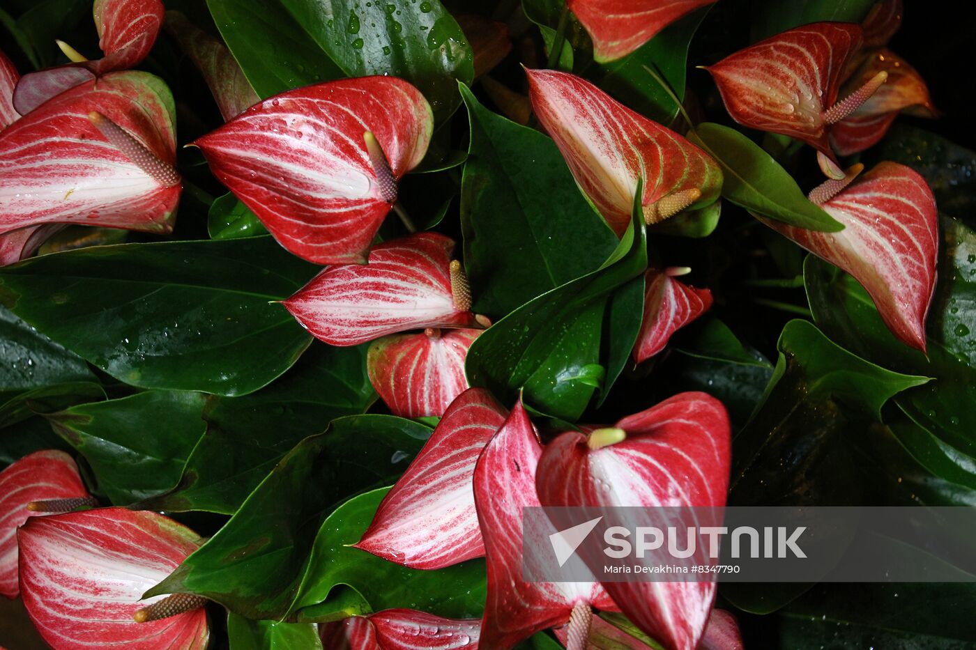 Russia Orchid Festival