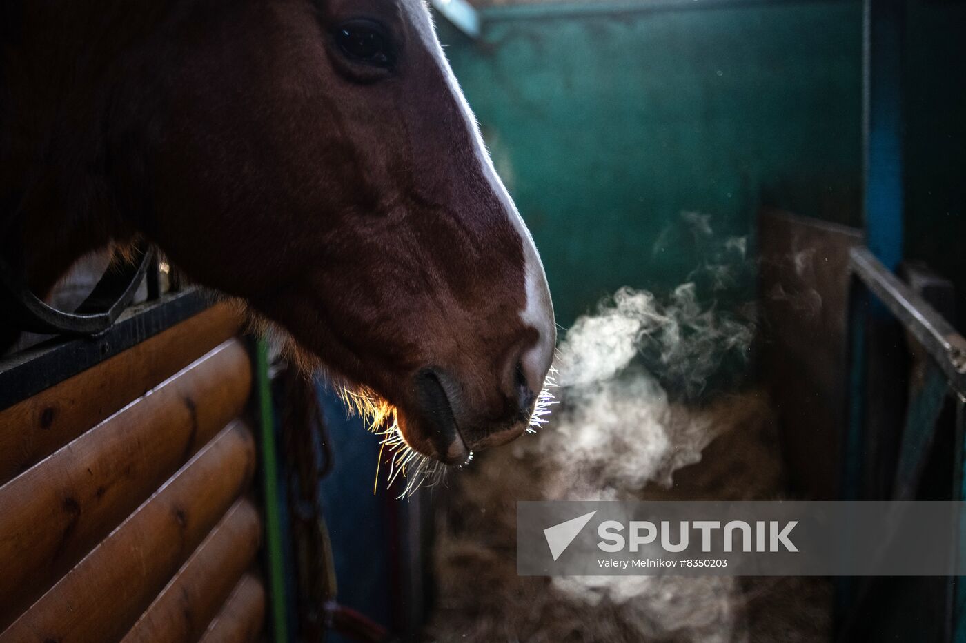 Russia Ukraine Military Operation Equestrian Club