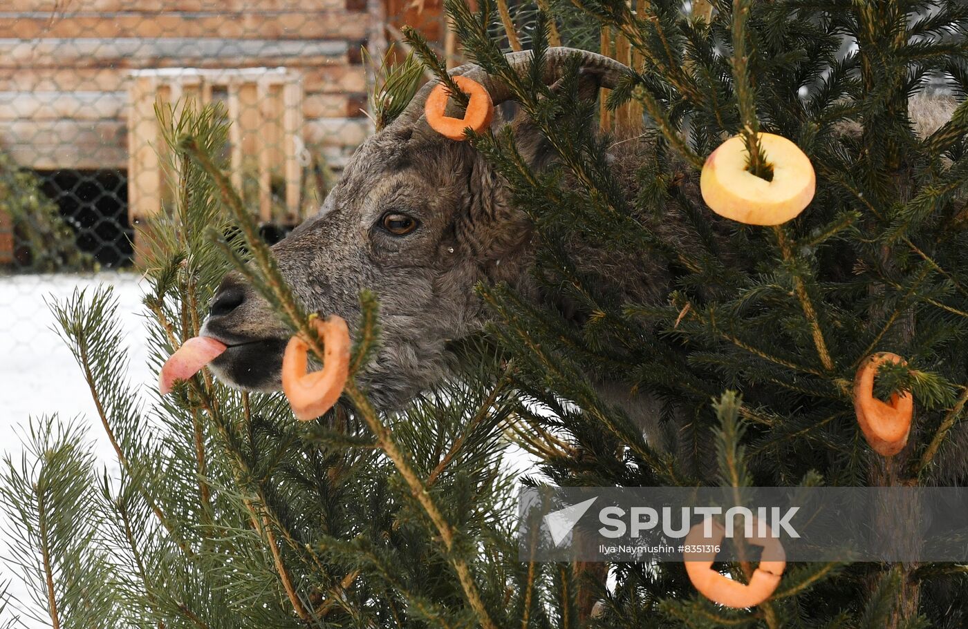 Russia New Year Season Zoo