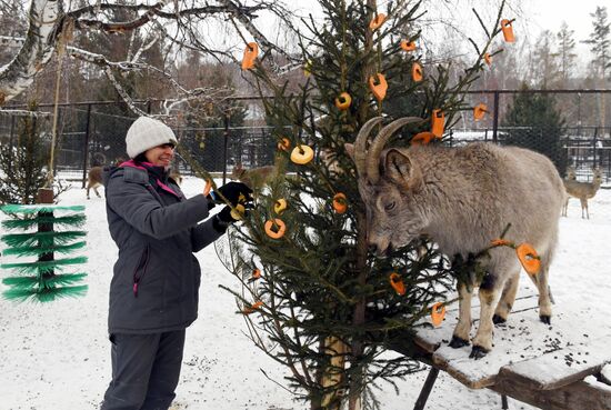 Russia New Year Season Zoo