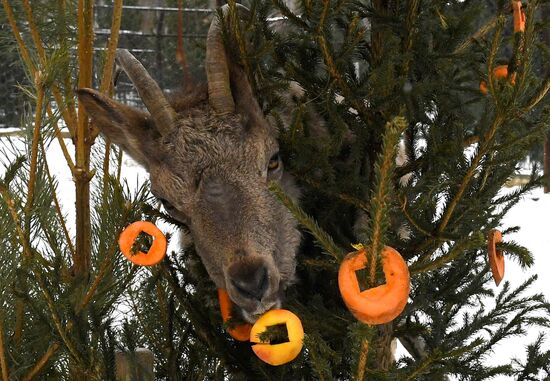 Russia New Year Season Zoo