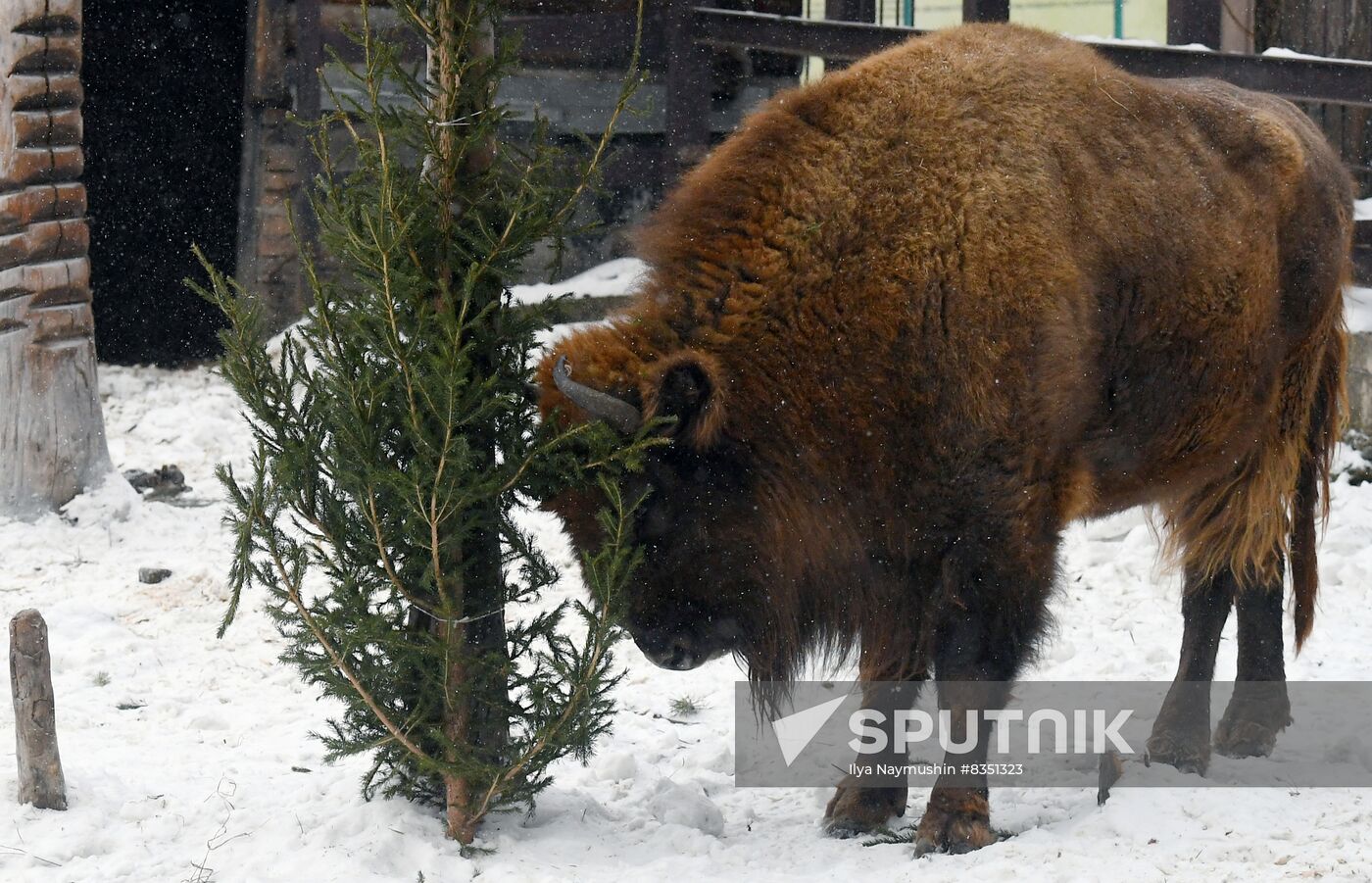 Russia New Year Season Zoo