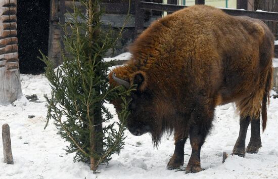 Russia New Year Season Zoo