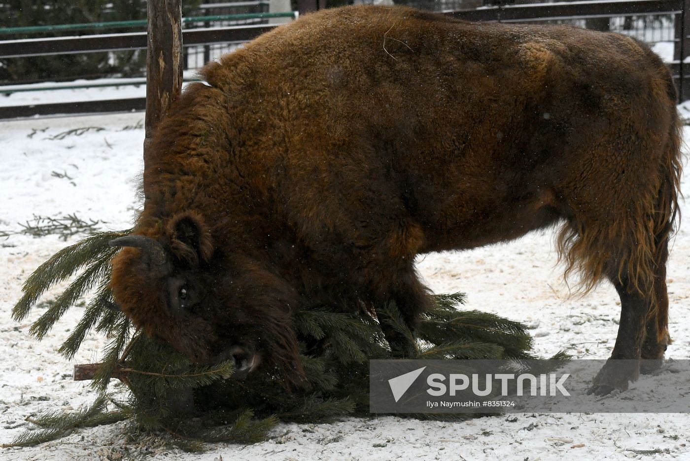 Russia New Year Season Zoo