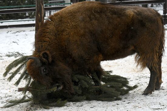Russia New Year Season Zoo