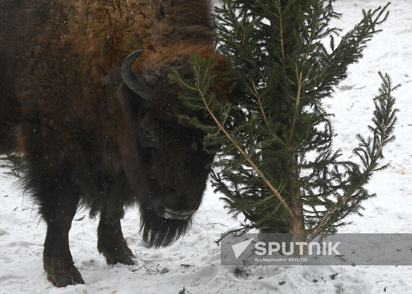 Russia New Year Season Zoo